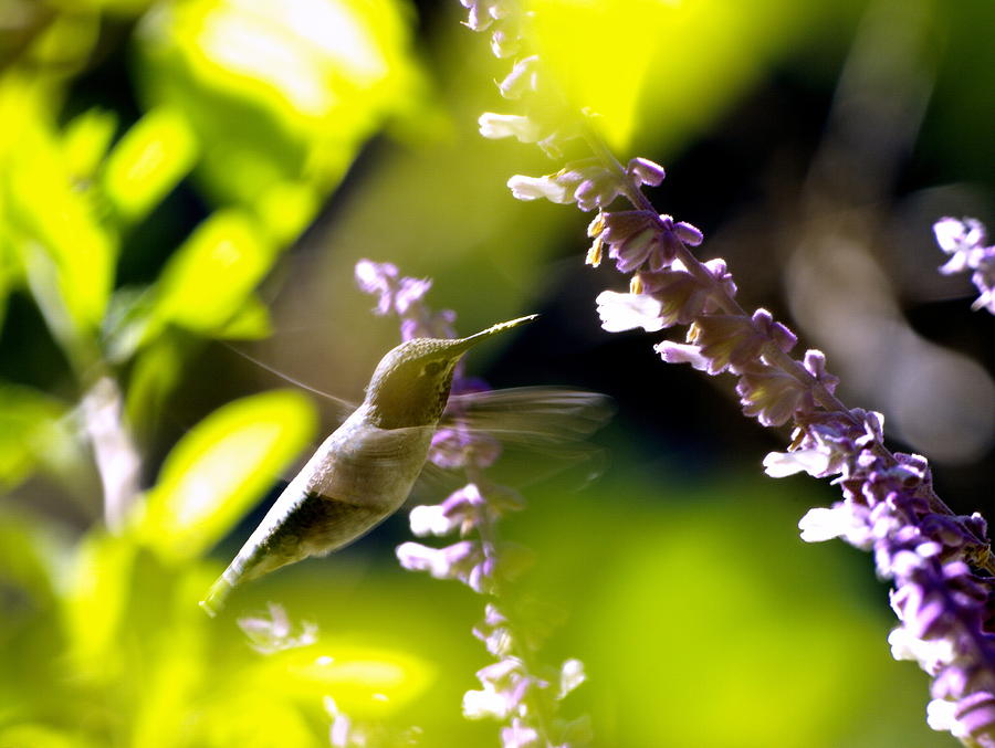 Hummingbird Sipping Nectar  Photograph by Richard Thomas