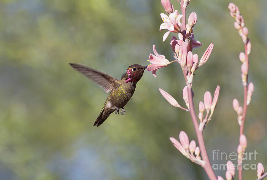  Hummingbird sipping nectar Photograph by Ruth Jolly
