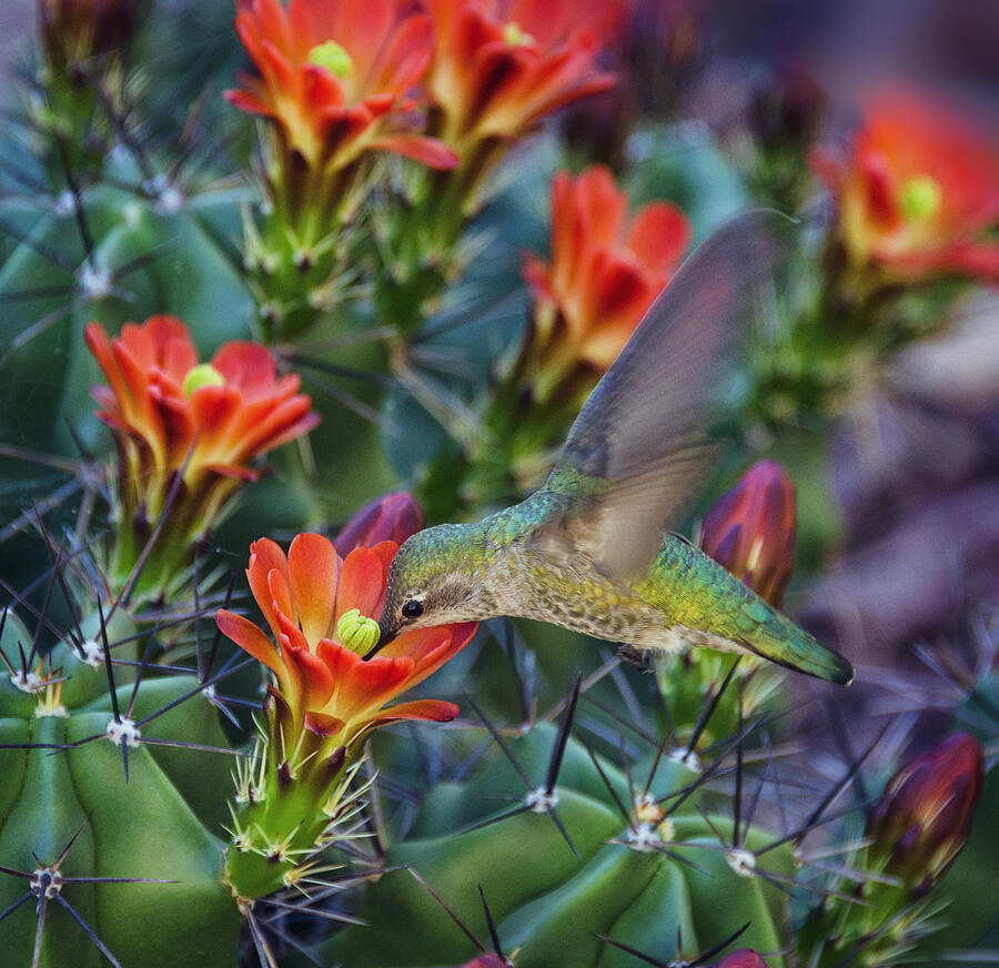 Hummingbird Sipping on Cactus Nectar Photograph by Saija Lehtonen