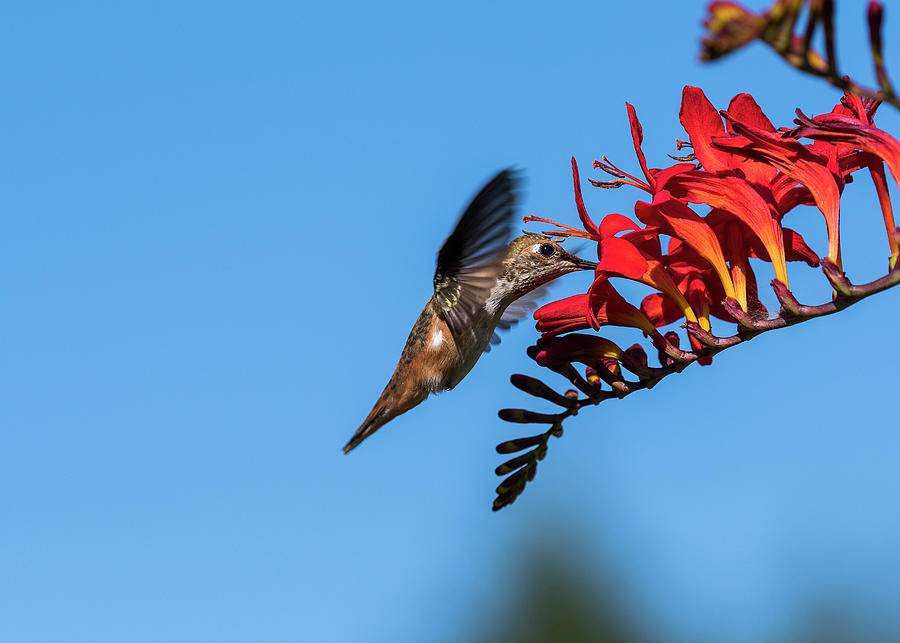 Hummingbird Sips Nectar Photograph by Robert Potts