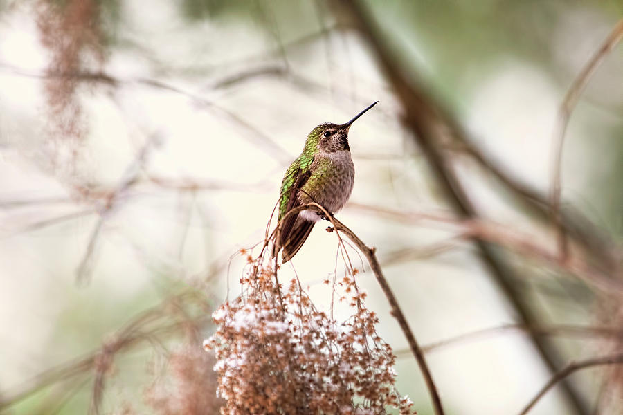 Hummingbird Sitting on Snowy Branch Photograph by Peggy Collins