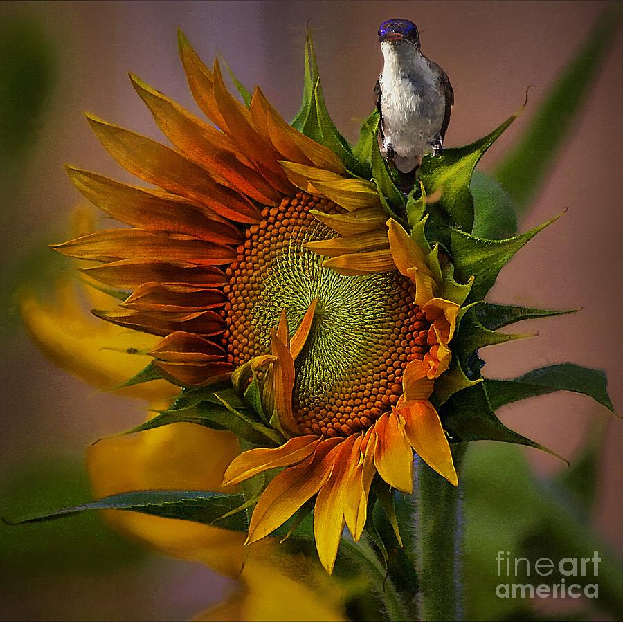 Hummingbird Sitting On Top Of The Sun Photograph by John  Kolenberg