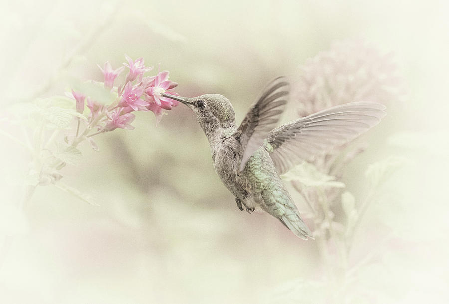 Hummingbird Photograph - Hummingbird Softly by Angie Vogel