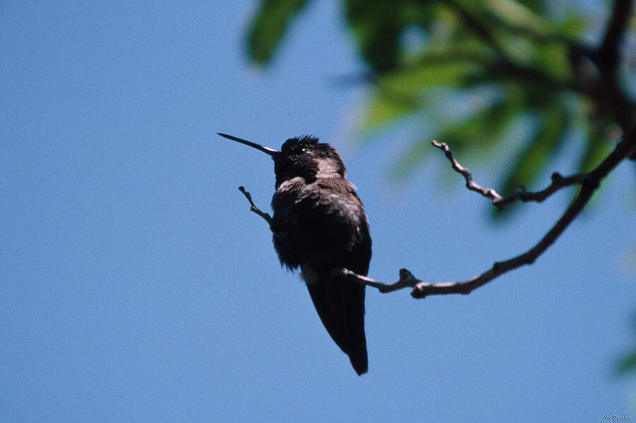 Hummingbird Photograph - Hummingbird by Soli Deo Gloria Wilderness And Wildlife Photography