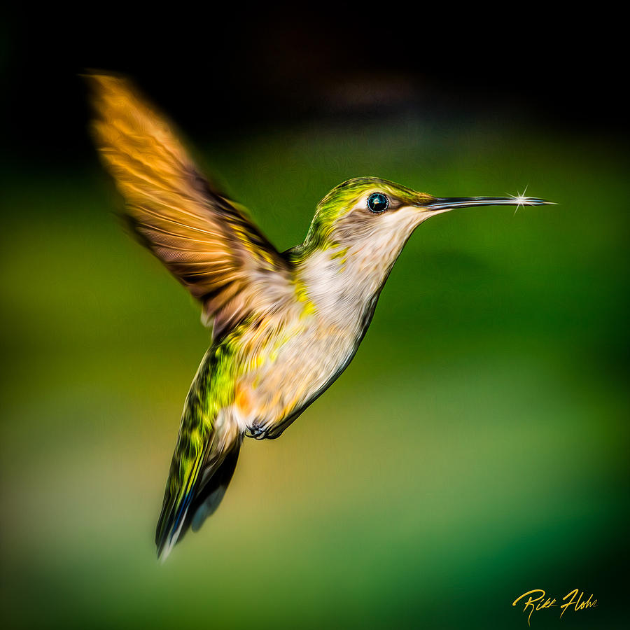 Hummingbird Sparkle Photograph by Rikk Flohr