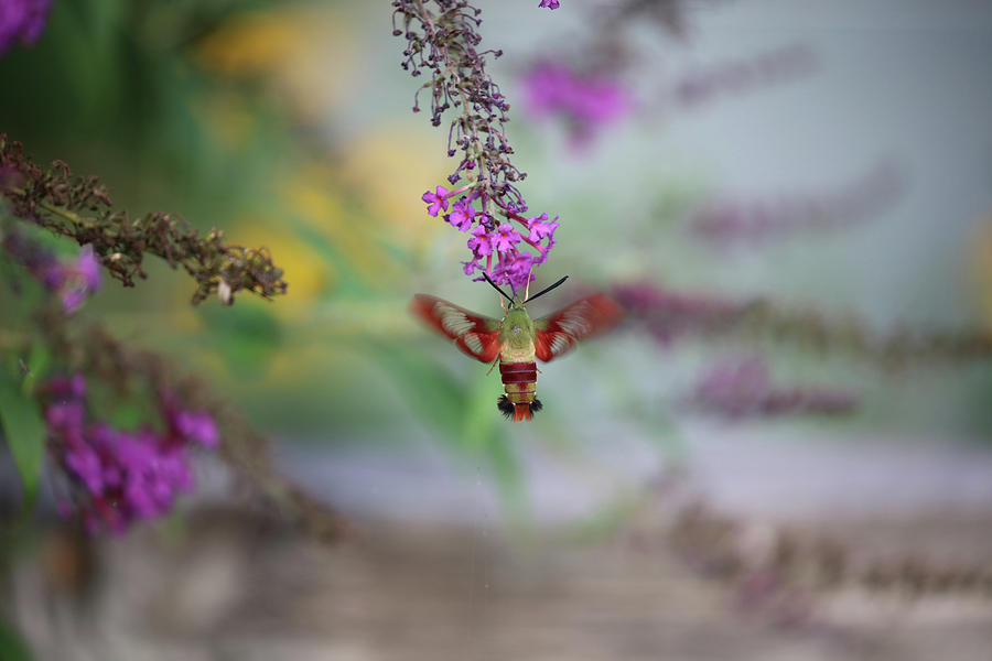 Hummingbird Sphinx Moth Photograph by Theresa Campbell
