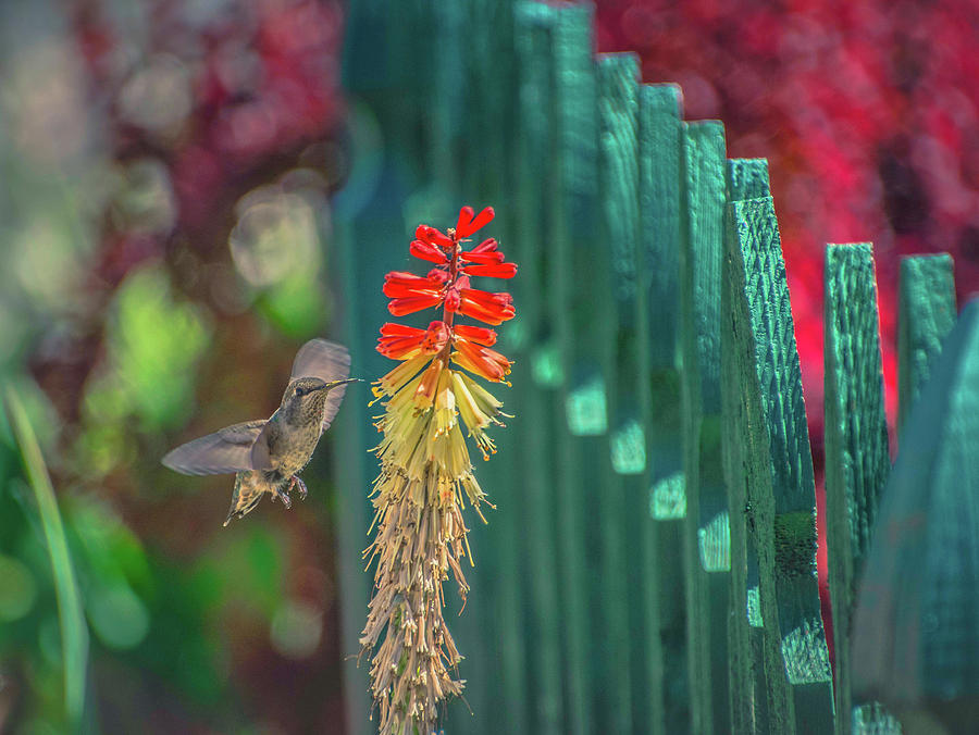 Hummingbird Photograph by Steph Gabler