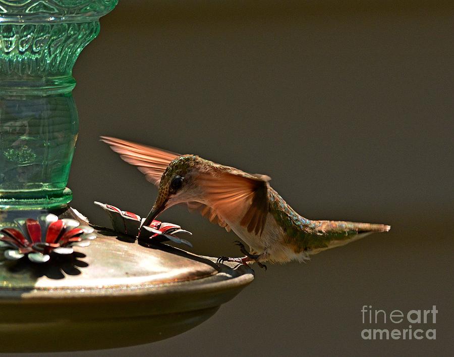 Hummingbird Photograph by Steve Brown