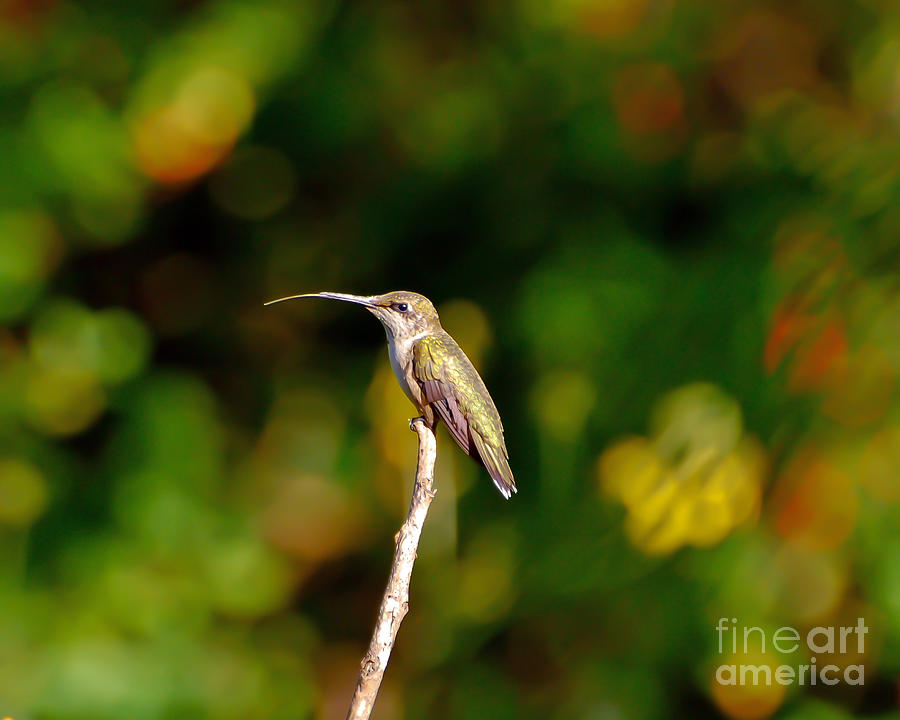 Hummingbird Sticks Her Tongue Out Photograph by Kerri Farley