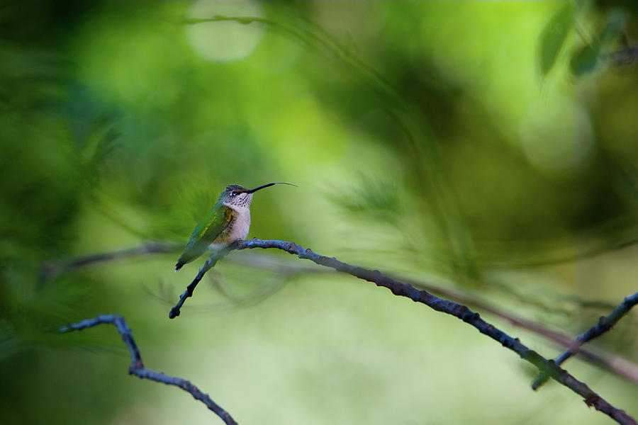 Hummingbird Sticks Out Tongue Photograph by Jane Melgaard