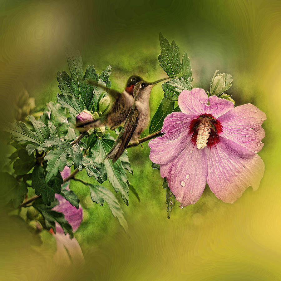 Hummingbird Summer Photograph by TnBackroadsPhotos 