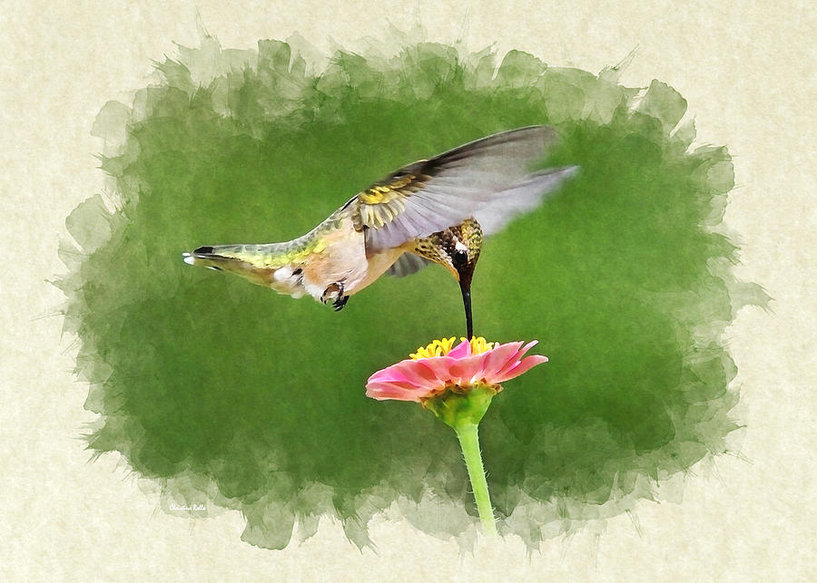 Hummingbird Sun Sweet Blank Note Card Mixed Media by Christina Rollo