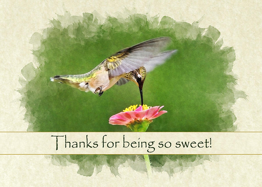 Thank You Card Sweet Hummingbird Photograph by Christina Rollo
