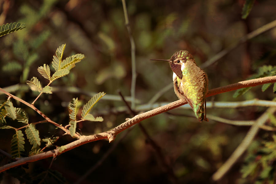 Hummingbird Photograph by Susan Rissi Tregoning