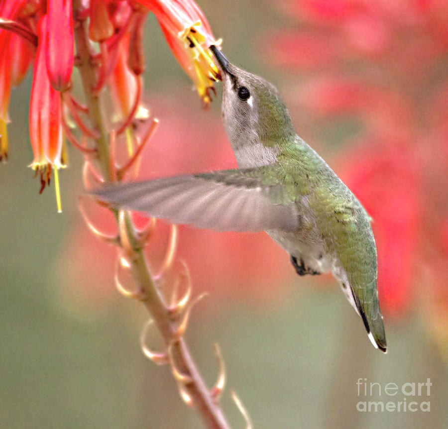 Hummingbird suspended in time Photograph by Ruth Jolly