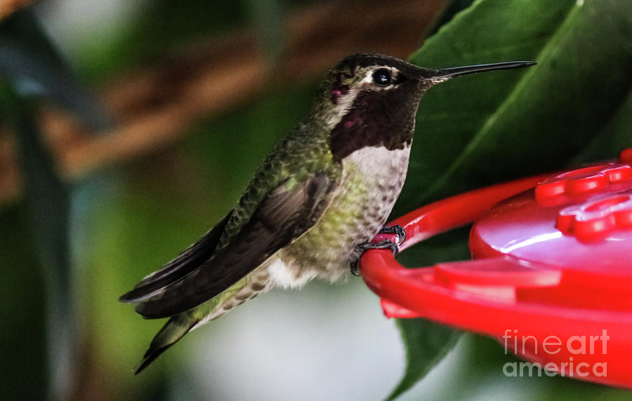 Hummingbird Photograph by Suzanne Luft