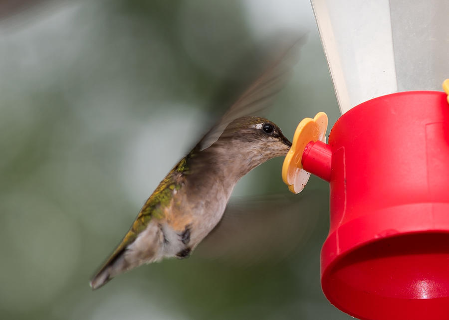 Hummingbird Takes A Long Drink  Photograph by Holden The Moment