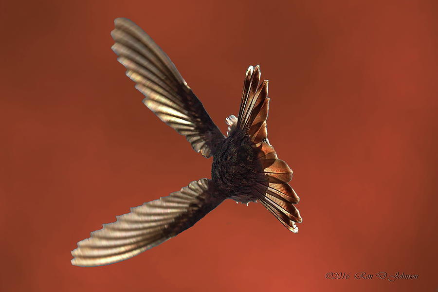 Hummingbird Photograph - Hummingbird an Aerial Acrobat by Ron D Johnson