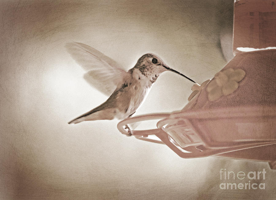 Bird Photograph - Hummingbird by Tina W
