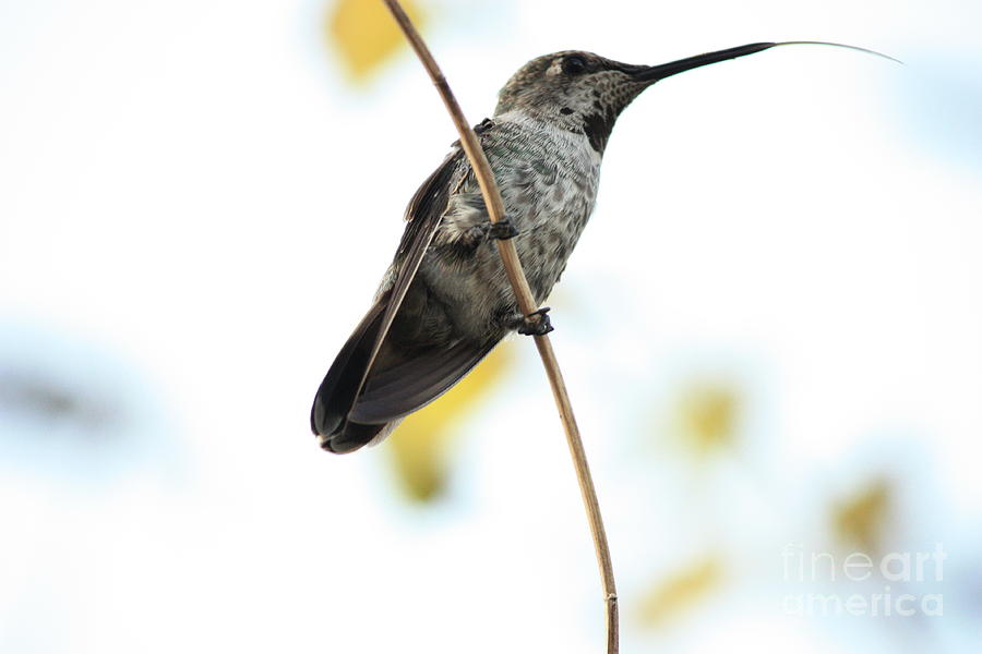 Hummingbird Tongue Photograph by Carol Groenen