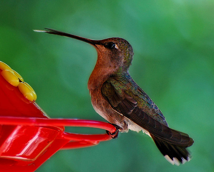 Hummingbird Tongue Photograph by Ginger Wakem