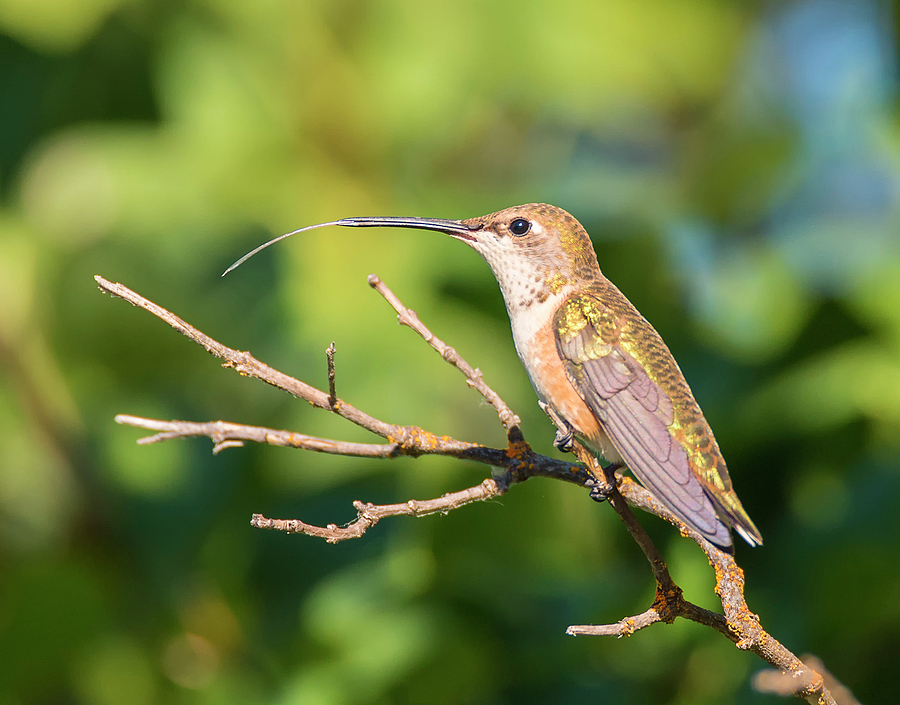 Hummingbird Tongue Photograph by Loree Johnson