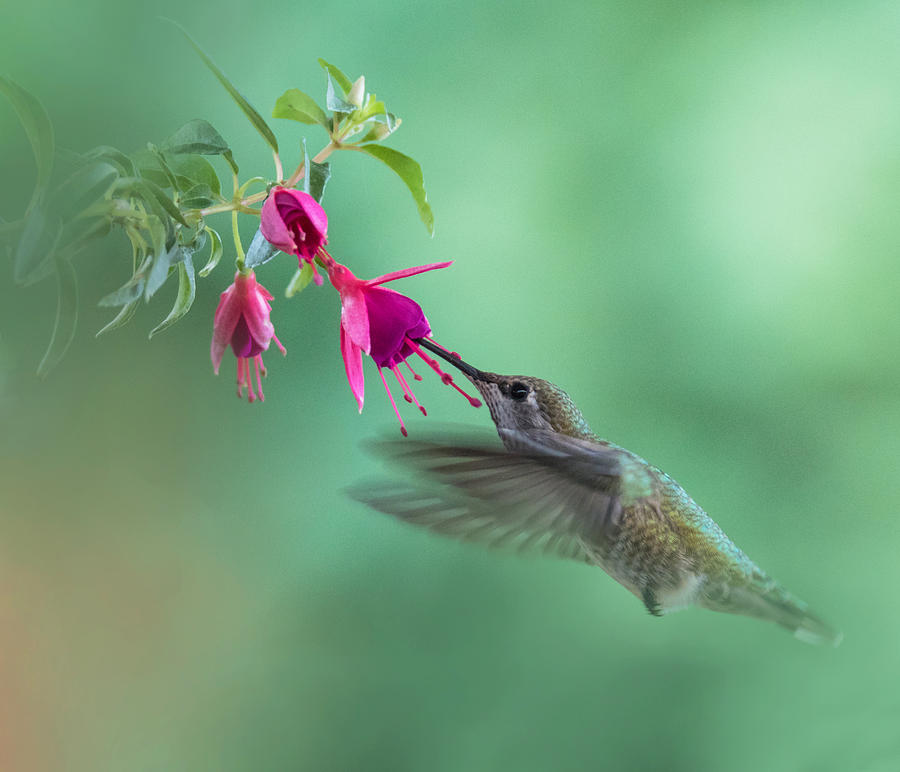 Hummingbird Tranquility Photograph by Angie Vogel