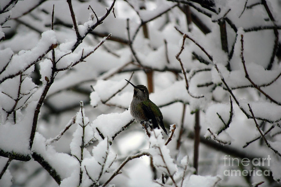 Snowy Photograph - Hummingbird Triumph Over Snowy Day by Rose De Dan