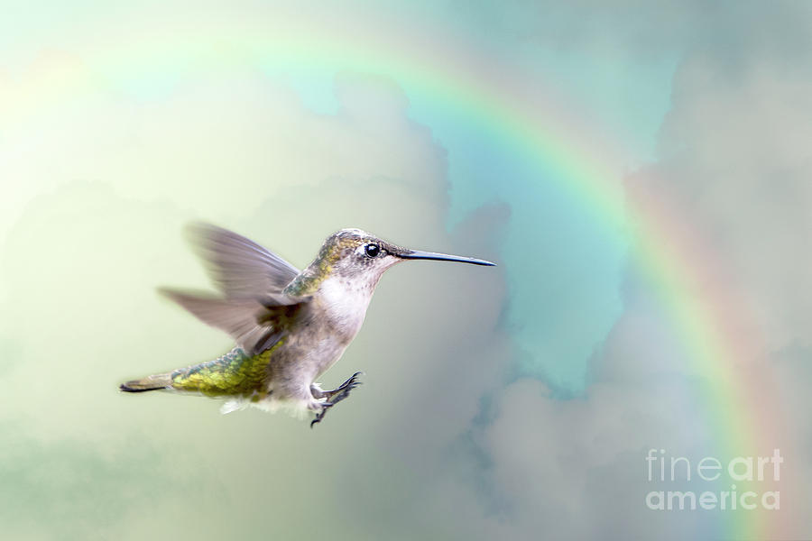 Hummingbird Photograph - Hummingbird Under Rainbow by Bonnie Barry