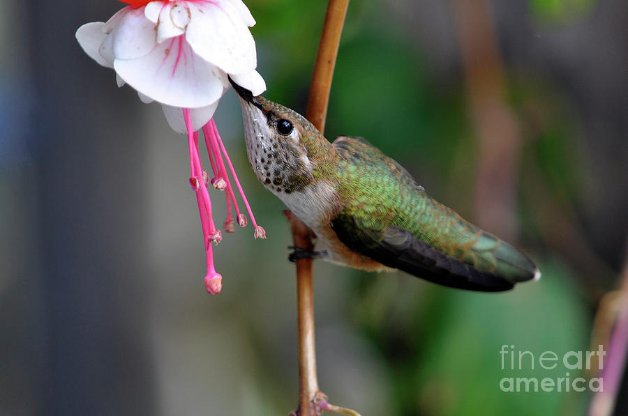 Hummingbird Uses the Lazy Way to Feed Photograph by Laura Mountainspring