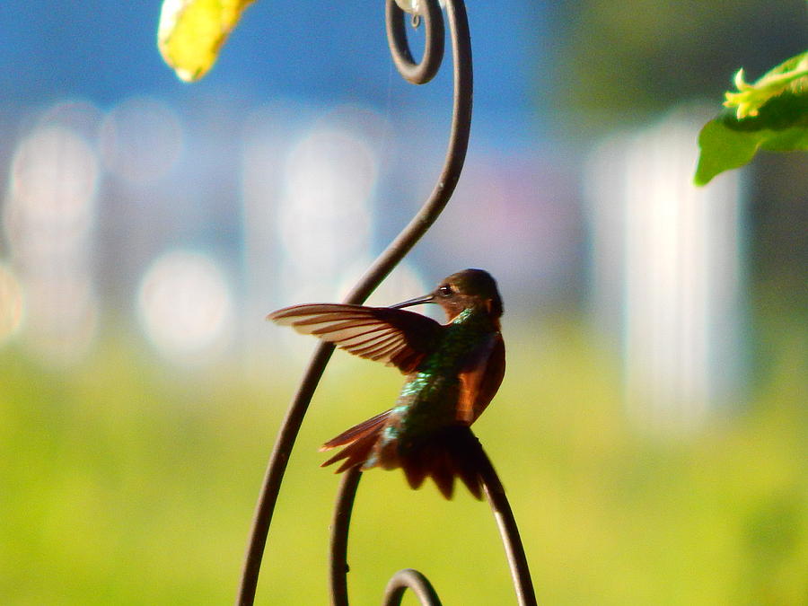 Hummingbird  Photograph by Virginia White