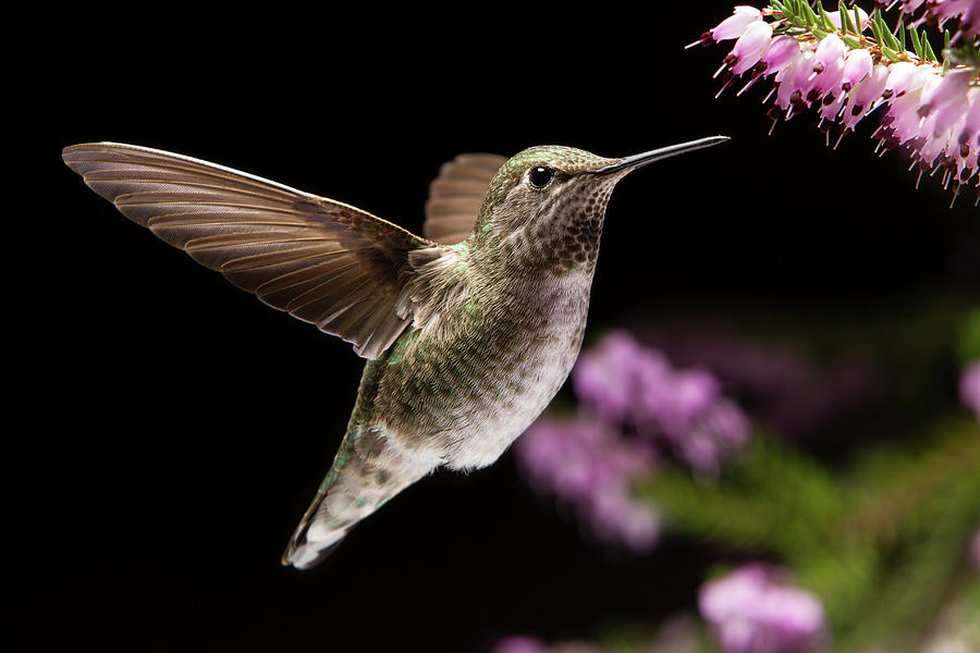 Hummingbird visit Heather flowers Photograph by William Lee