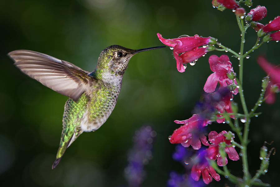 Flower Photograph - Hummingbird visits flowers with raindrops by William Lee