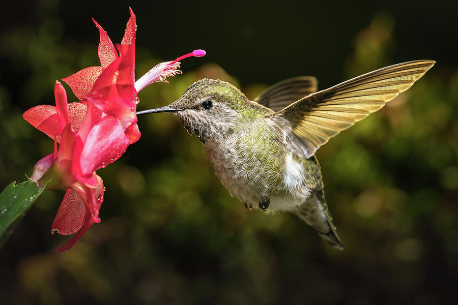 Hummingbird visits her favorite red flower Photograph by William Lee