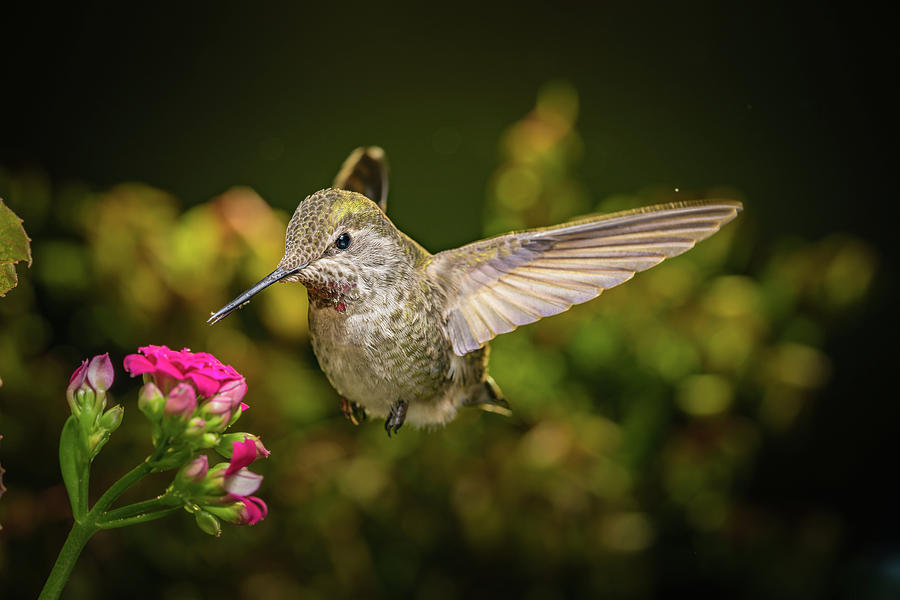 Hummingbird Visits Pink Flowers Photograph