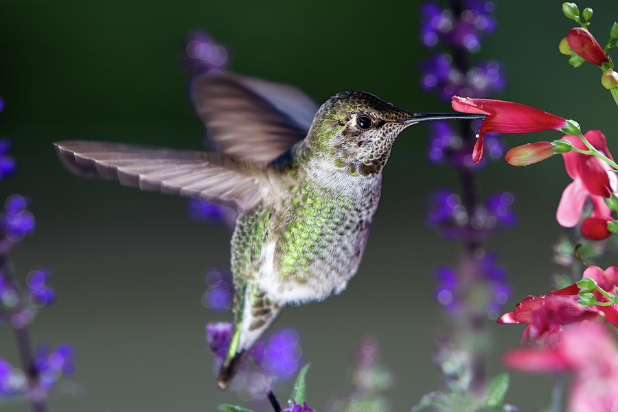 Hummingbird visits pink flowers with purple flowers in background Photograph by William Lee