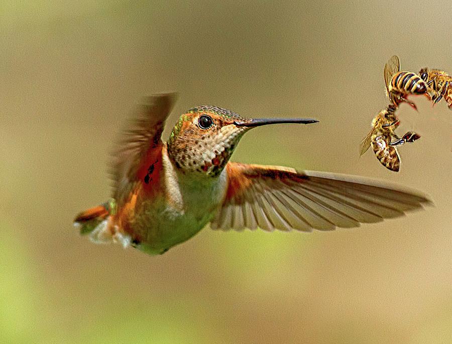 Hummingbird Vs. Bees Photograph by Sheldon Bilsker
