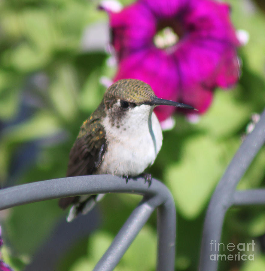 Chubby Photograph - Hummingbird Waiting Spot by Cathy Beharriell