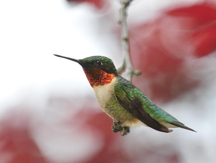 Hummingbird Watch Tower Photograph by Lara Ellis