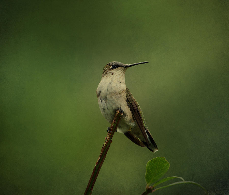 Hummingbird Watching Photograph by Sandy Keeton