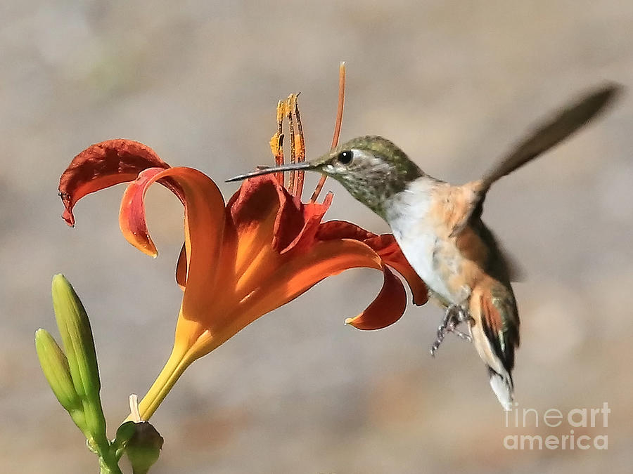 Hummingbird Photograph - Hummingbird Whisper  by Carol Groenen