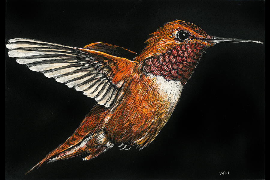 Hummingbird Drawing by William Underwood