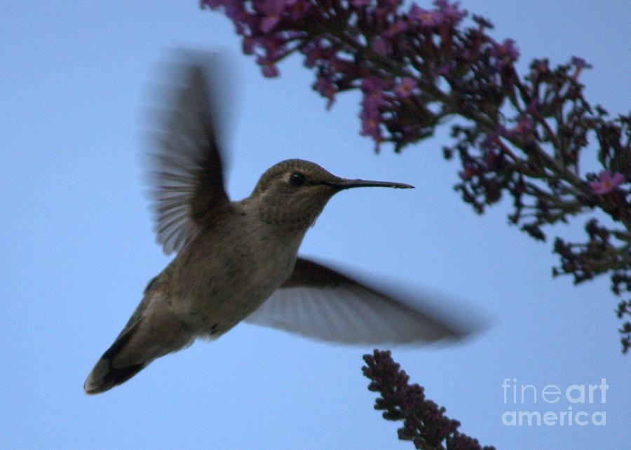 Hummingbird Wings and Butterfly Bush Photograph by Carol Groenen