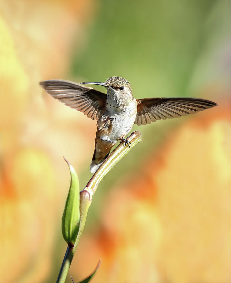 Hummingbird Wings Photograph by Athena Mckinzie