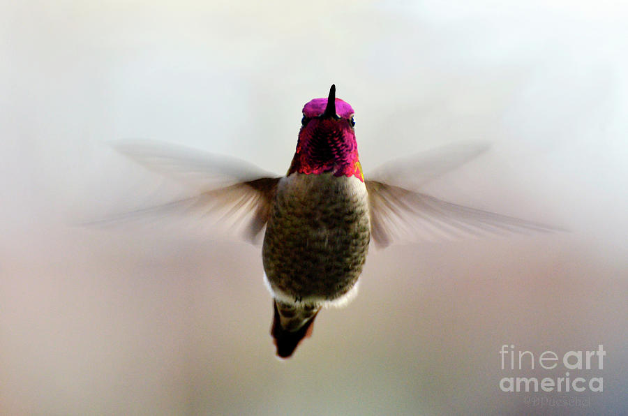Hummingbird Wings Photograph by Debby Pueschel