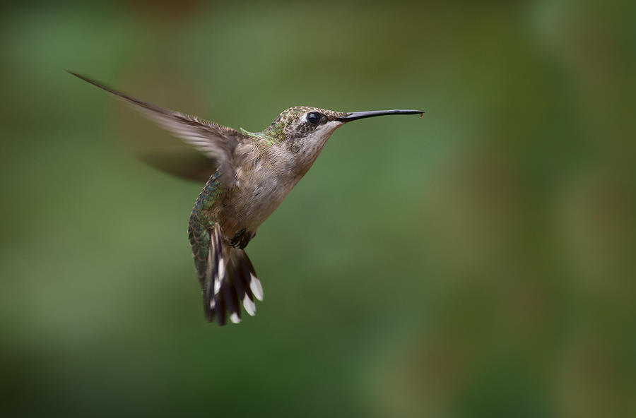 Hummingbird With Ant Photograph By Gregory Overcashier Fine Art America   Hummingbird With Ant Gregory Overcashier 