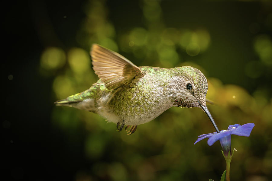 Hummingbird with beak down on blue flower Photograph by William Lee