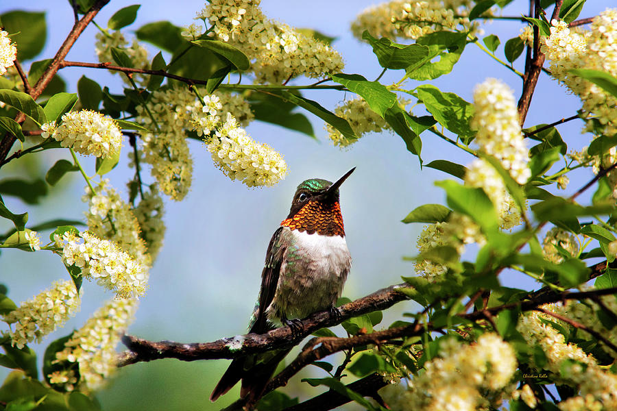 Hummingbird with Flowers Photograph by Christina Rollo