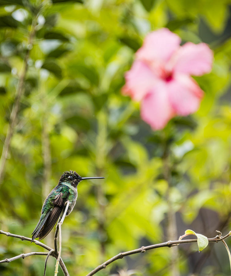 Hummingbird with hibiscus Photograph by Oscar Gutierrez