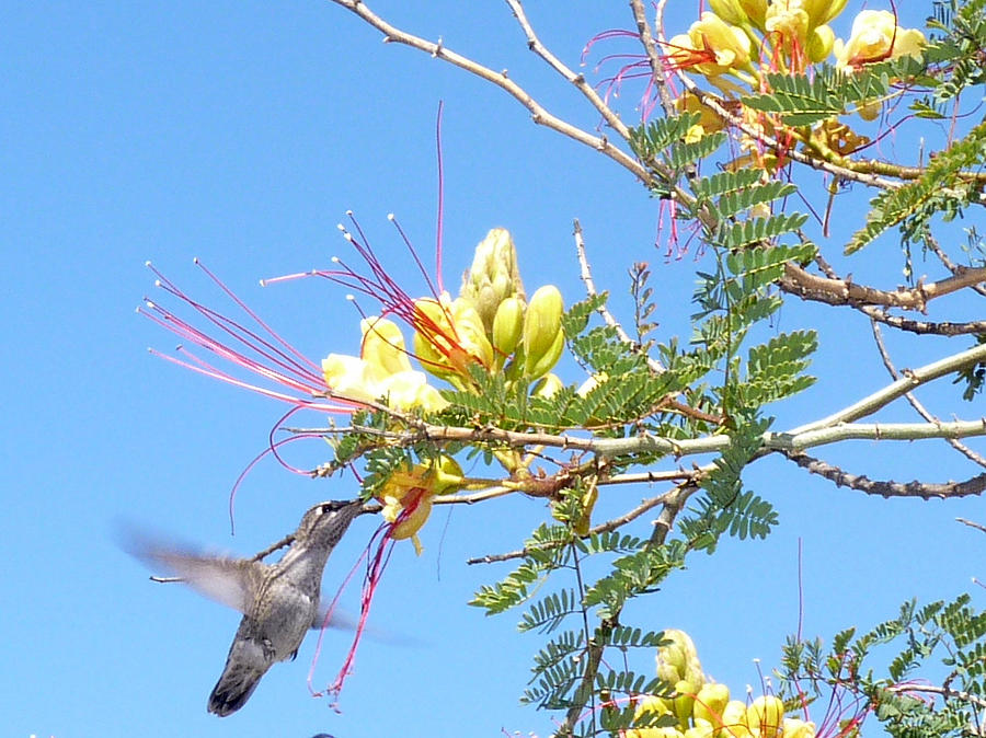 Hummingbird with Honeysuckle Photograph by Carla Parris